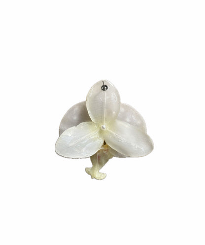 COCO PEARL MEDIUM